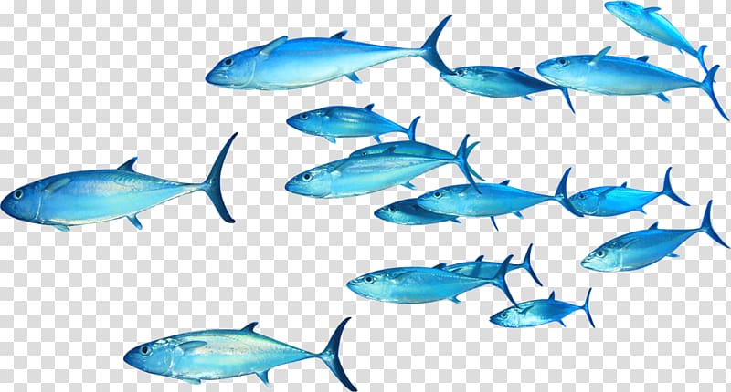 blue fish illustration, Thunnus Fish , swimming fish transparent background PNG clipart