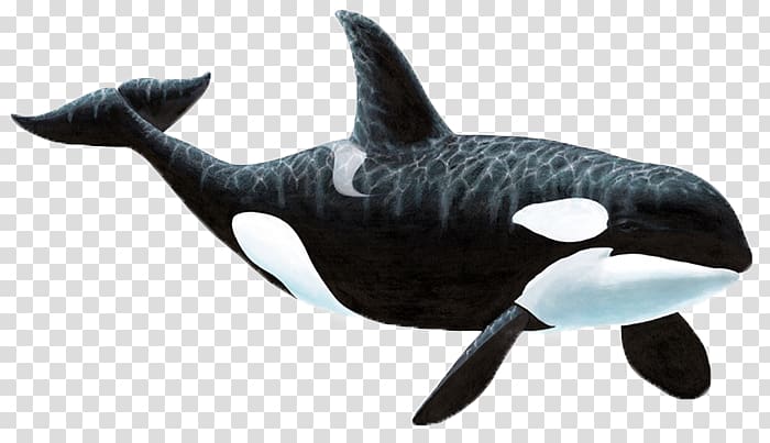 black and white orca whale, Wall decal Sticker Killer whale, whale transparent background PNG clipart