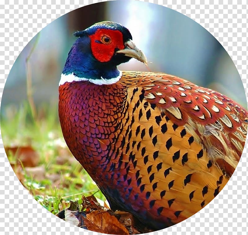 Bird Ring-necked Pheasant Old English Pheasant fowl Hunting, Bird transparent background PNG clipart