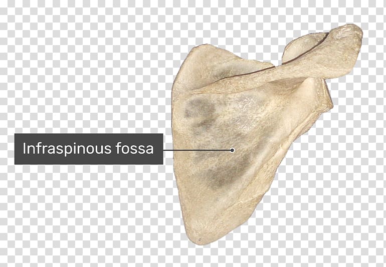 Spine of scapula Supraspinatous fossa Anatomy Infraspinatous fossa, scapula transparent background PNG clipart