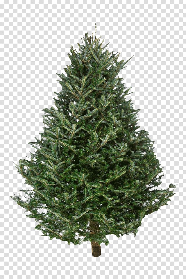 Fraser fir Nordmann fir Christmas tree, fir wood transparent background PNG clipart