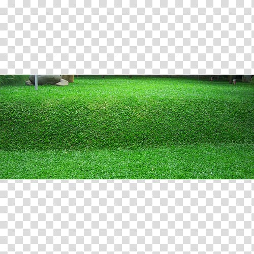 Napier grass Lawn Benih Seed Scutch grass, transparent background PNG clipart