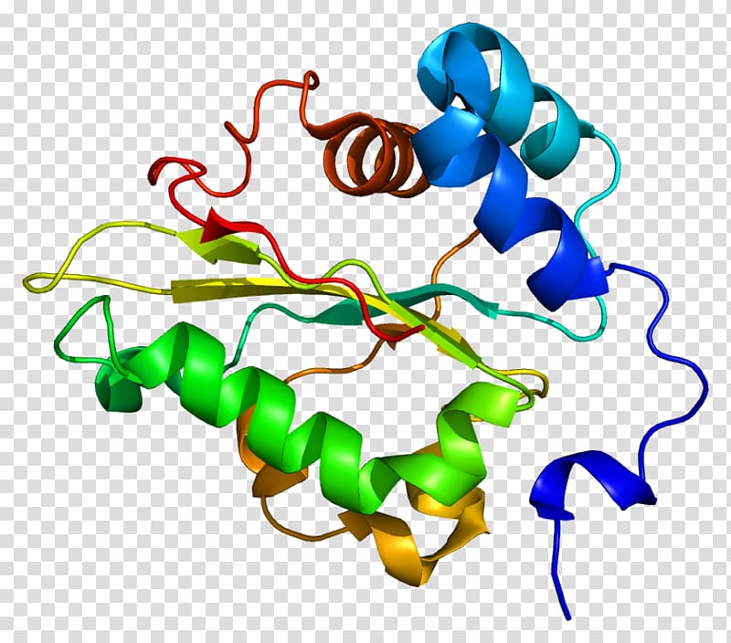Elongation factor Protein Peptide bond Glutathione synthetase, others transparent background PNG clipart