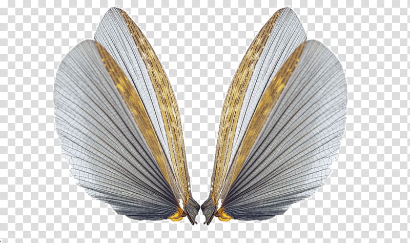 pair of white-and-brown wings illustration, Insect wing Cockroach Butterfly Insect wing, Butterfly wings transparent background PNG clipart