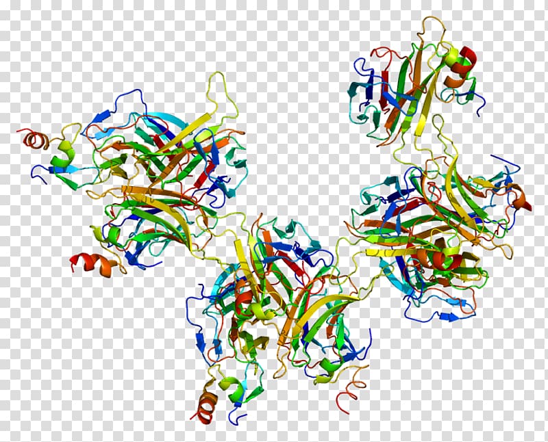 B-cell maturation antigen Protein Data Bank TNF receptor superfamily CD30, others transparent background PNG clipart