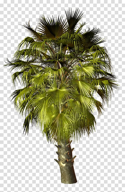 Asian palmyra palm Palm trees Babassu Coconut Portable Network Graphics, PALMERA transparent background PNG clipart