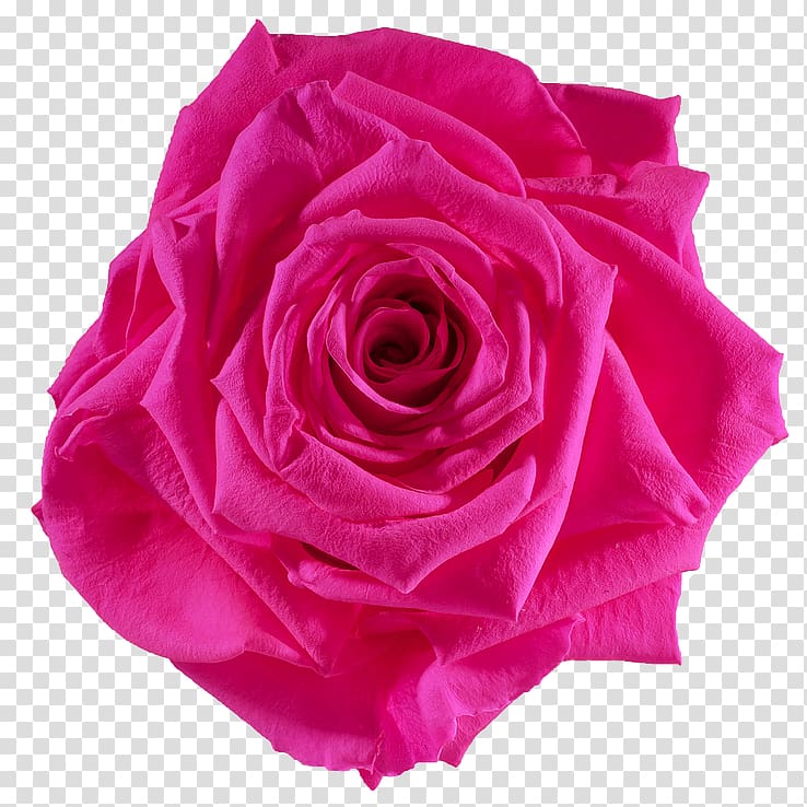 Cut flowers Pink Rose Flower preservation, pink rose transparent background PNG clipart