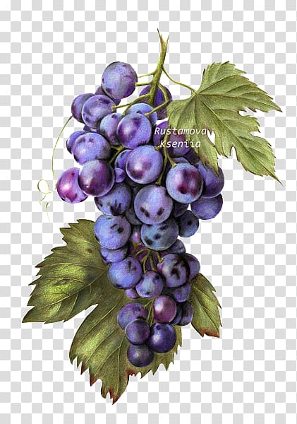 Common Grape Vine Raceme Seedless fruit, Purple grapes transparent background PNG clipart