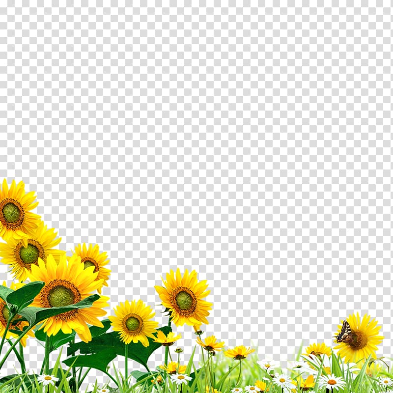 sunflower and daisy field graphic, Common sunflower Yellow Graphic design, Sunflower hand material transparent background PNG clipart