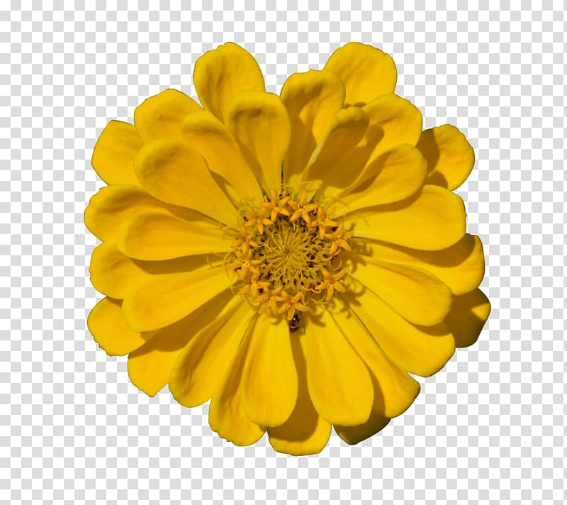 Transvaal daisy Chrysanthemum Yellow, Yellow chrysanthemum transparent background PNG clipart