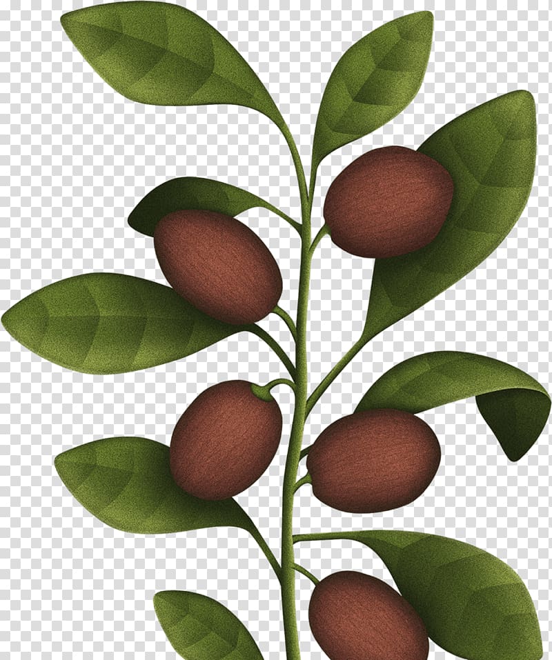 Christmas Gift .com Skin Health, almond tree transparent background PNG clipart