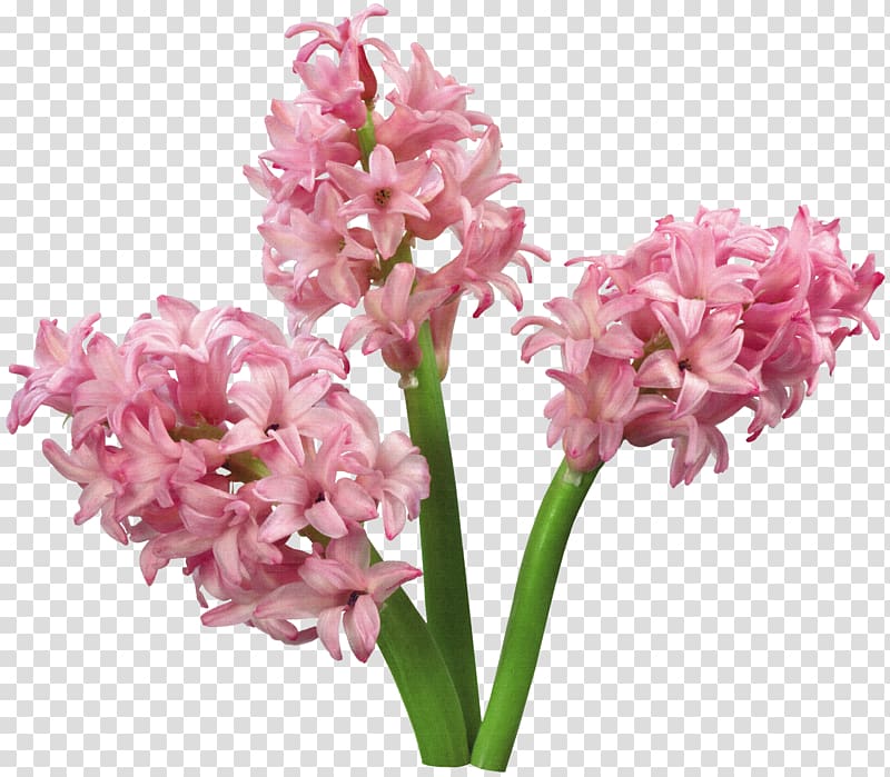 Advertising Flower Bible Kaoani Michelle, Hyacinth transparent background PNG clipart