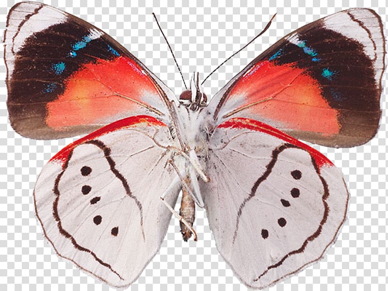 Drawing Decoupage Butterflies and moths , butterfly transparent background PNG clipart