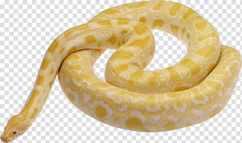 albino snake , Snake Ball python Reticulated python Leiopython, Snake free transparent background PNG clipart
