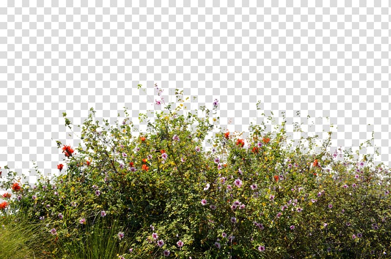 assorted-color flowers lot, Wildflower Desktop , Bush transparent background PNG clipart