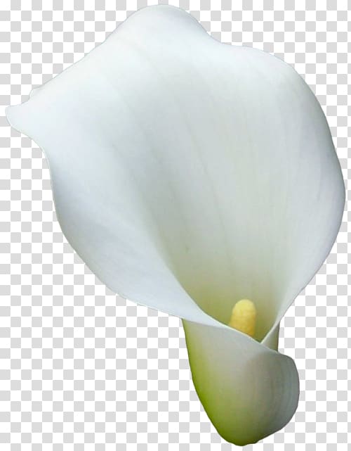 Arum-lily Flower Arum Lilies Callalily, callalily transparent background PNG clipart