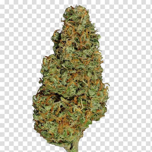 Feminized cannabis Hemp Conifer cone Blue Dream, cannabis transparent background PNG clipart