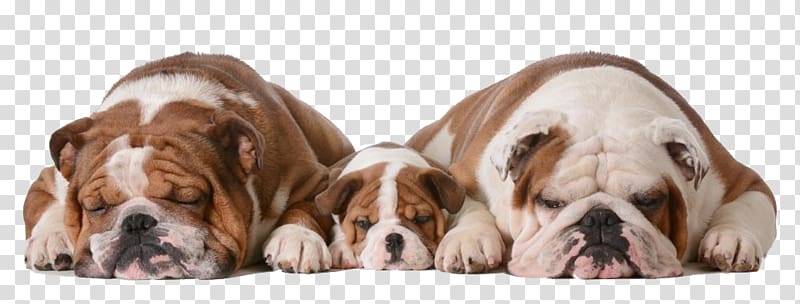 two adult tan-and-white English bulldogs with puppy, Bulldog Alaskan Malamute Puppy Cuteness, Three cute puppy material transparent background PNG clipart