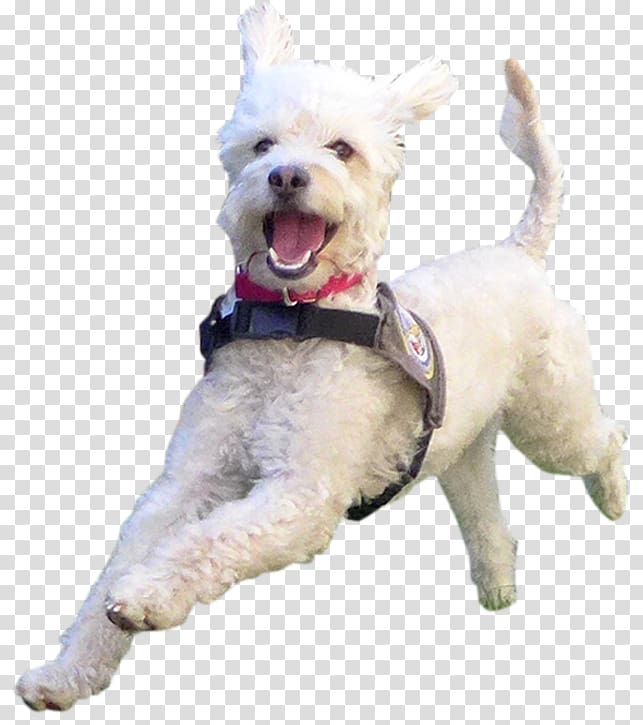West Highland White Terrier Maltese dog Schnoodle Dog breed Companion dog, dog cells transparent background PNG clipart