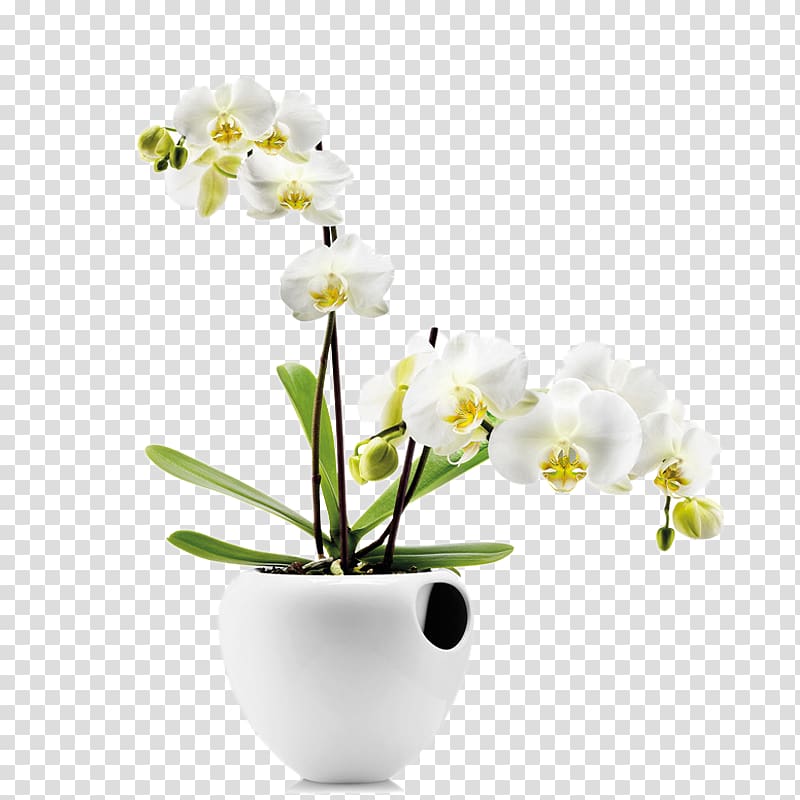 white and green flowers in white vase, Orchids Water storage Watering can Flowerpot Plant, Floral art transparent background PNG clipart