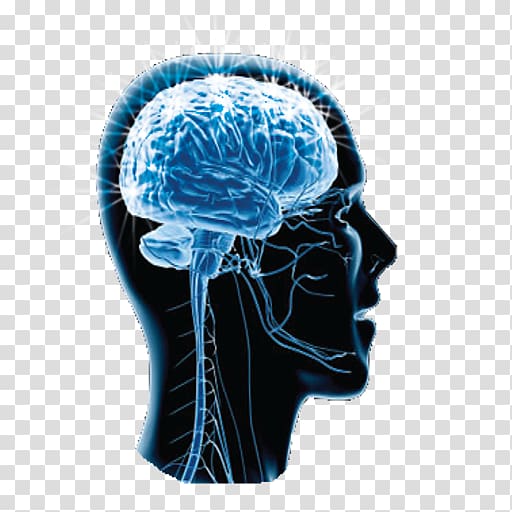 China Brain Project Cognitive neuroscience Cognition, Brain transparent background PNG clipart