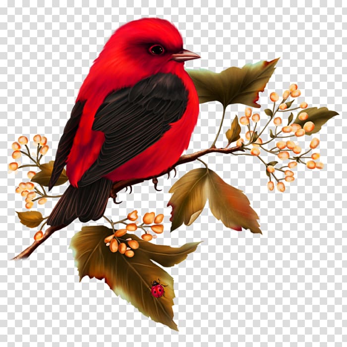 Hummingbird Free content , birds transparent background PNG clipart
