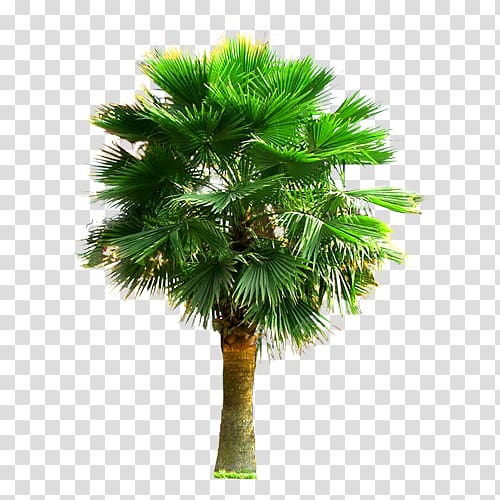 large palm trees transparent background PNG clipart