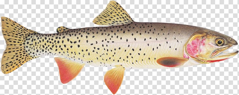 Rainbow trout Yellowstone Lake Yellowstone cutthroat trout Bonneville cutthroat trout, Fishing transparent background PNG clipart