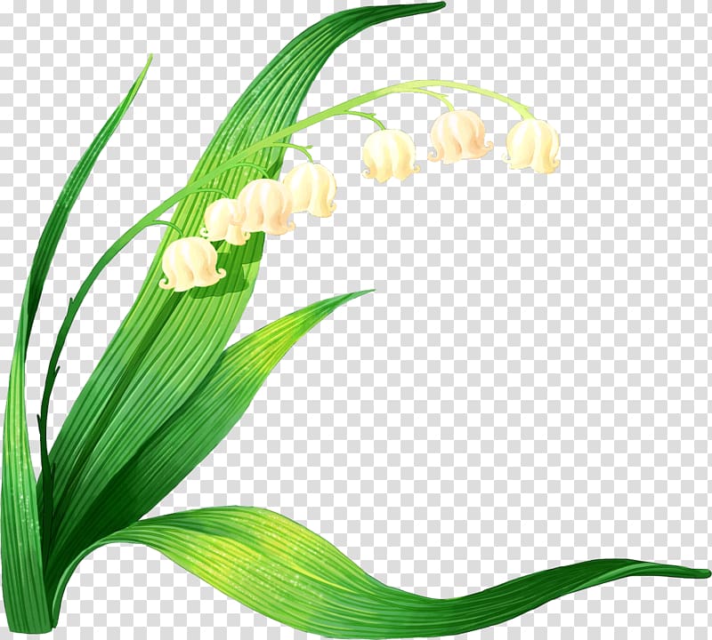 Lily of the valley Computer Icons, lily of the valley transparent background PNG clipart