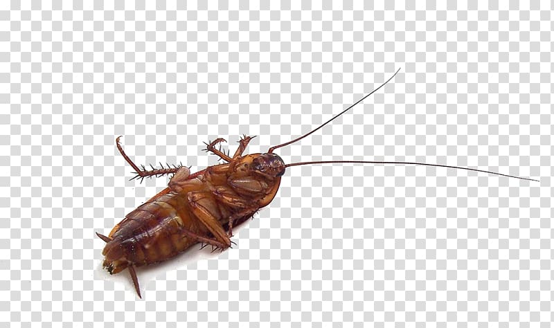 Cockroach Insect Mosquito Pest Garden, cockroach transparent background PNG clipart