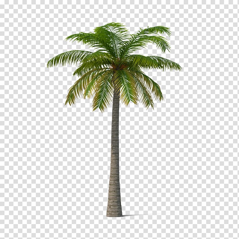 palm tree illustration, Adonidia Veitchia Coconut Tree, Palm trees transparent background PNG clipart