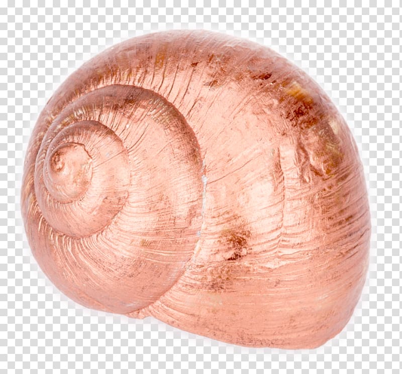 Baltic macoma Cockle Veneroida Tellins Clam, Snail transparent background PNG clipart