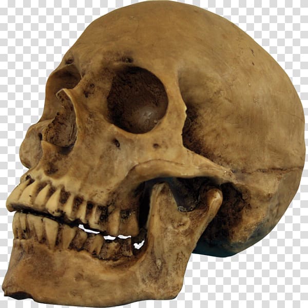 Skull Halloween Human skeleton Party, skull transparent background PNG clipart
