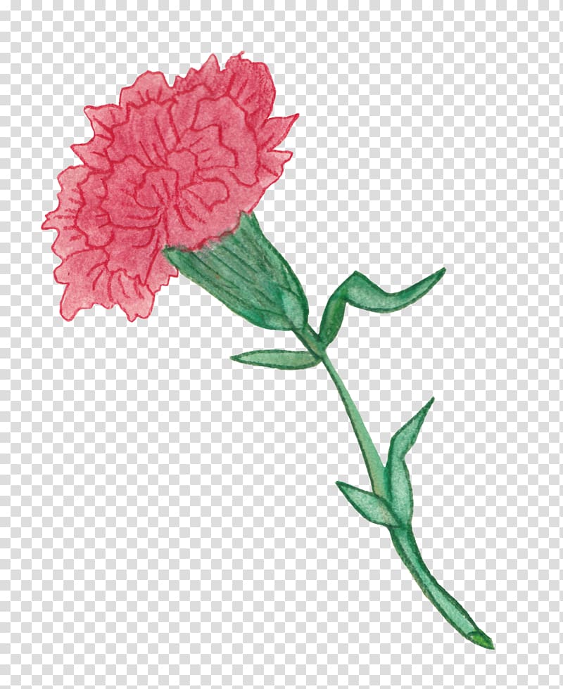 Carnation Colored pencil Garden roses Watercolor painting Cut flowers, others transparent background PNG clipart