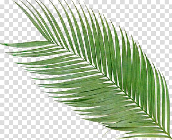 Arecaceae Frond Palm branch , Leaf summer transparent background PNG clipart