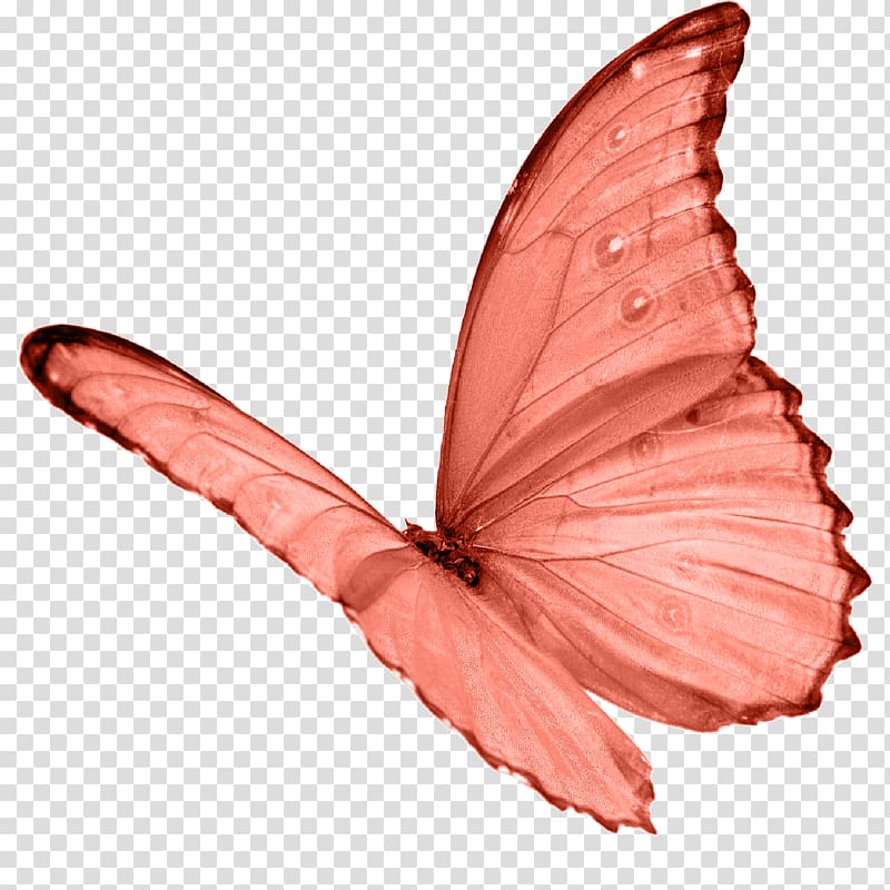 Butterfly Papillon dog A New Day For Heaven Shadow mind Under the sign of evil, butterfly transparent background PNG clipart