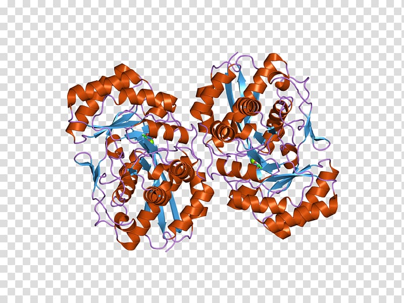 Hexosaminidase HEXB Enzyme Tay–Sachs disease Lysosome, ebi transparent background PNG clipart