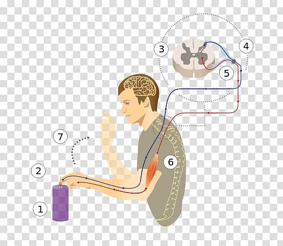 Reflex arc Patellar reflex Spinal cord Stretch reflex, Brain transparent background PNG clipart