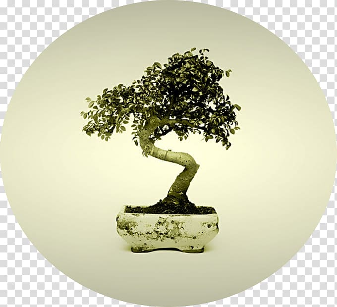 Indoor bonsai Tree Chinese sweet plum Desktop , tree transparent background PNG clipart