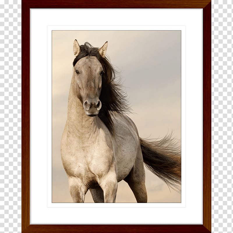 Desktop Arabian horse Horses Free Live HD Mobile Phones Android, android transparent background PNG clipart