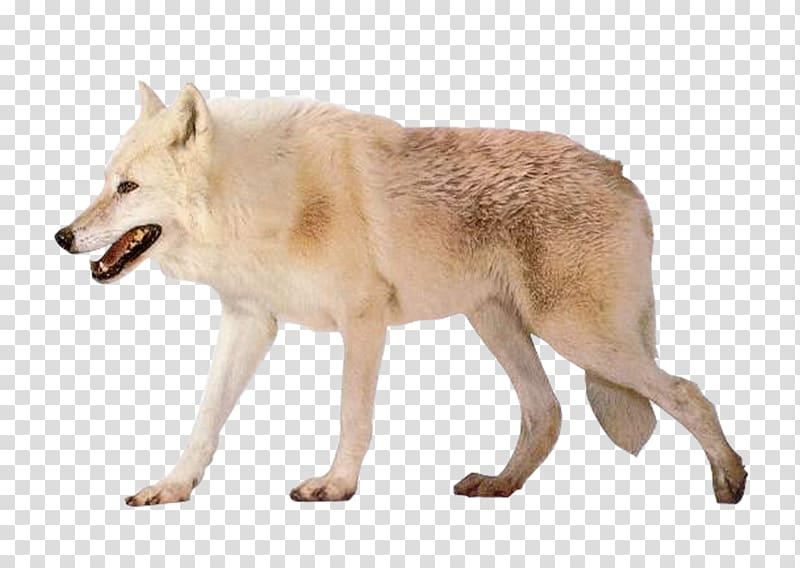 Czechoslovakian Wolfdog Arctic wolf Alaskan tundra wolf resolution, white wolf transparent background PNG clipart