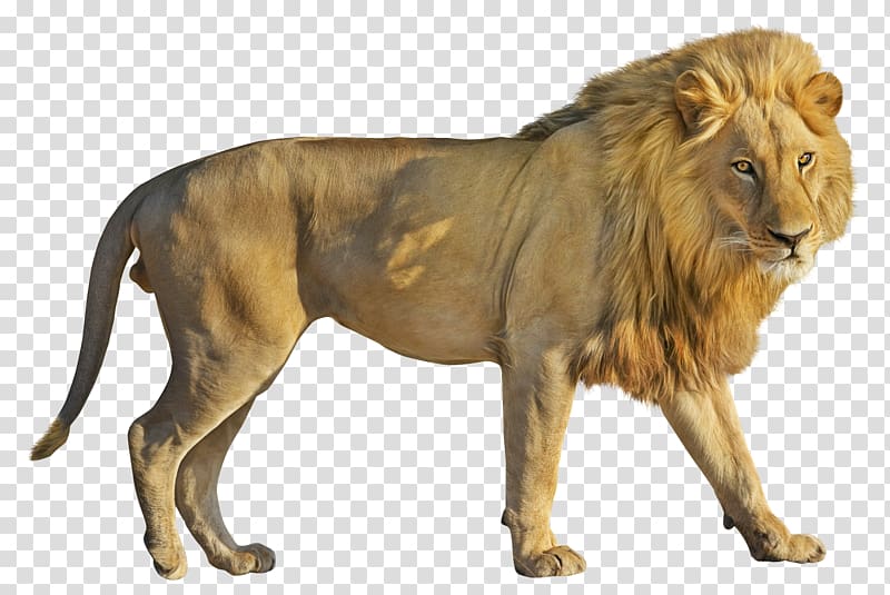 Lion Computer file, Lion transparent background PNG clipart