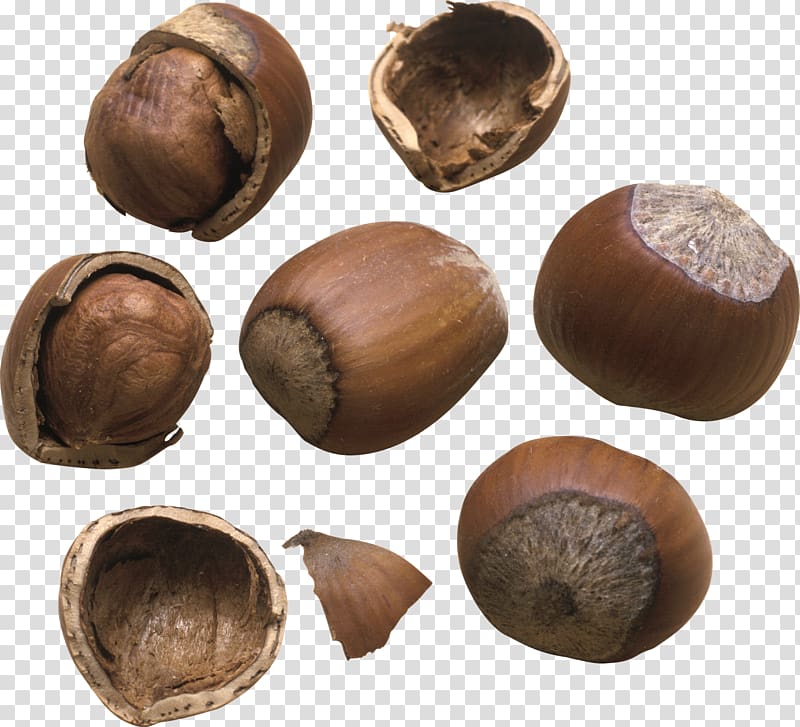 Hazelnut Nuts Walnut Auglis, walnut transparent background PNG clipart