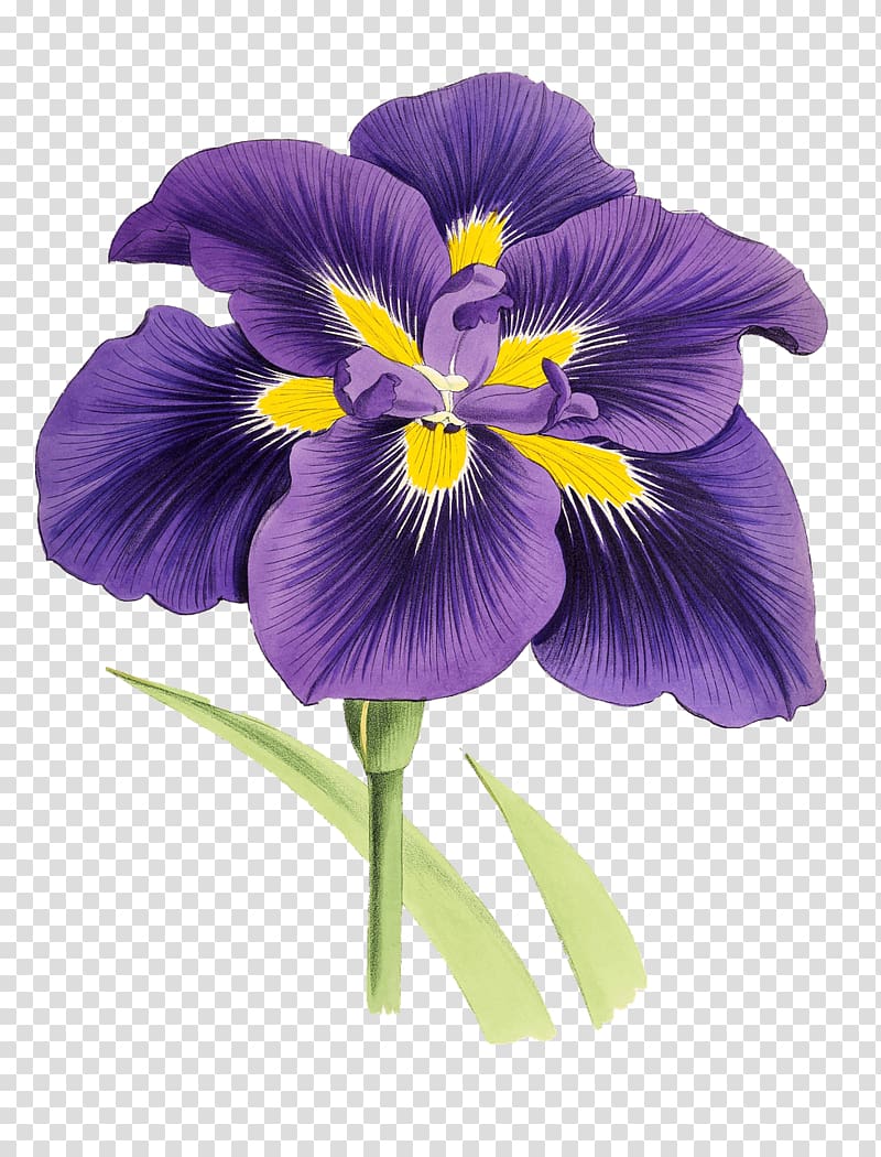 purple and yellow iris flower illustration, Mauve Lily Drawing transparent background PNG clipart