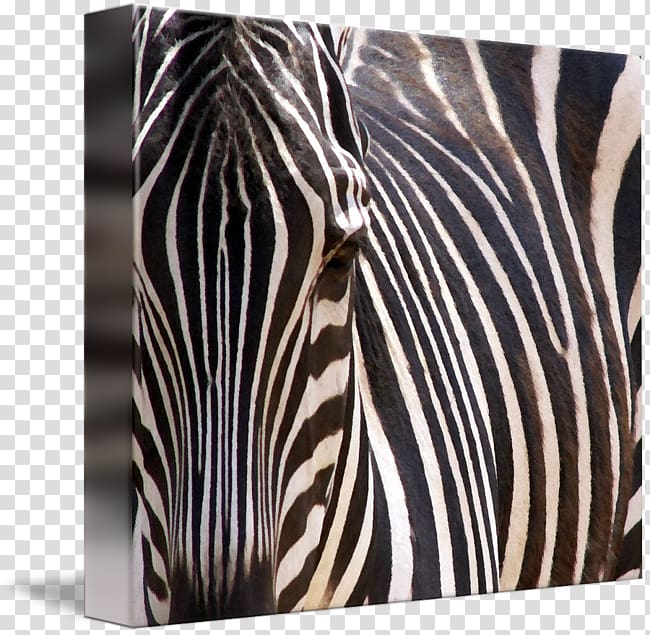 White Zebra Wildlife, animal stripes transparent background PNG clipart