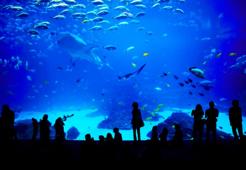 Universal Studios Singapore Marine Life Park Underwater World, Singapore S.E.A. Aquarium Public aquarium, Aquarium transparent background PNG clipart