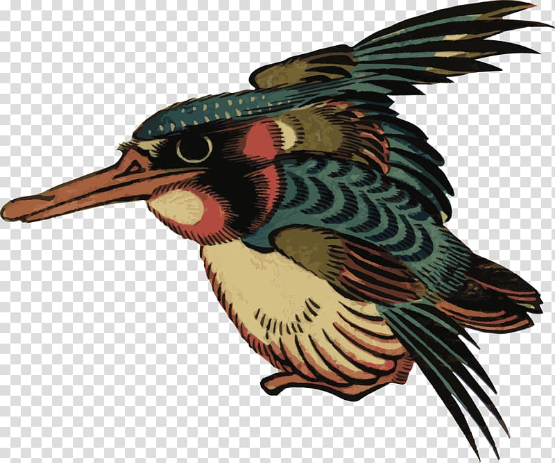 Bird Beak Kingfisher , Bird transparent background PNG clipart