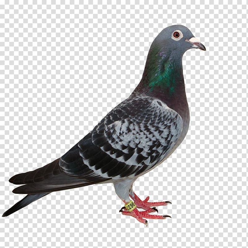 Rock dove Columbidae dove Bulgaria, Cluj-Napoca Italy, yucca transparent background PNG clipart