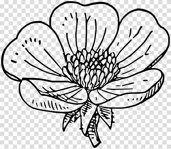 Floral design Cut flowers Drawing /m/02csf Leaf, buttercup transparent background PNG clipart