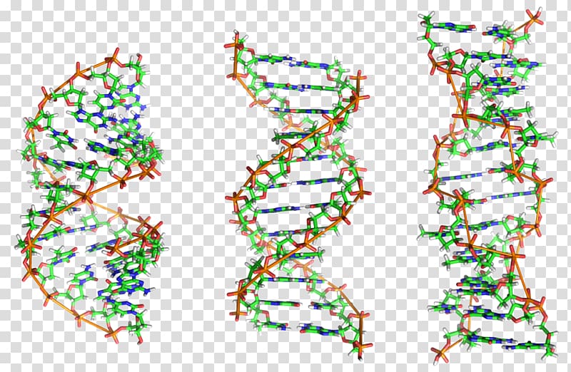 Nucleic acid double helix Z-DNA A-DNA Biology, science transparent background PNG clipart